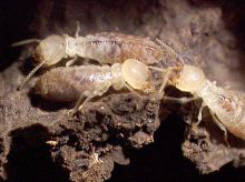 TRAITEMENT TERMITES GIRONDE